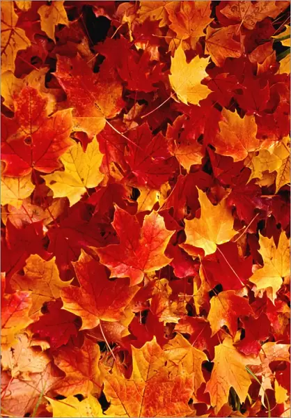 Fallen Maple Leaves