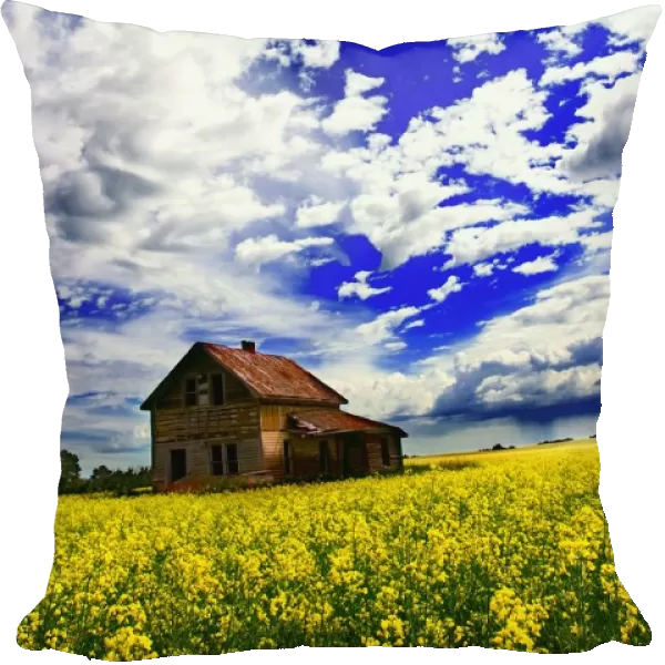Abandoned Farmhouse In A Canola Field
