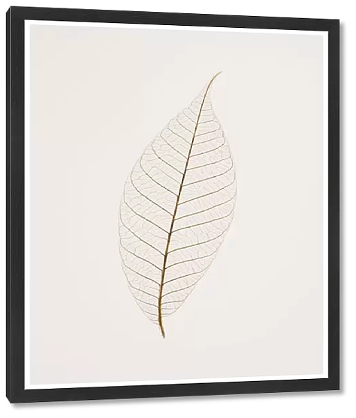 Transparent Leaf