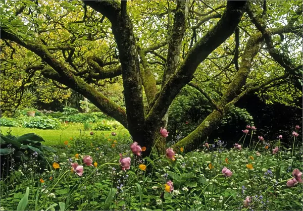 Garden; Tree And Flowers In A Garden