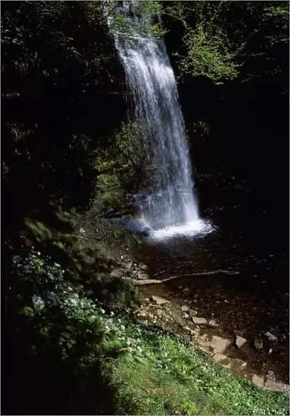 Waterfall In A Forest, Glencar Waterfall, County Leitrim, Republic Of Ireland
