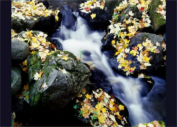 Fall Leaves Among Rocks On A River