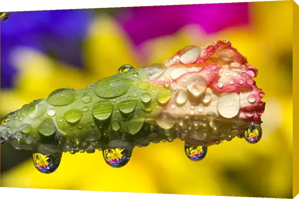 Water Drops On A Budding Flower