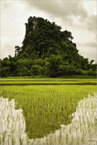 A Rice Field In Asia
