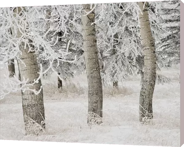 Calgary, Alberta, Canada; White Aspens In Winter
