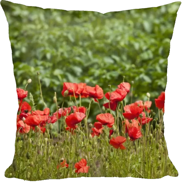 Red Wildflowers; Northumberland, England