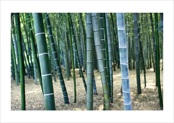 Bamboo Tree Forest, Close Up