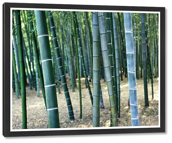 Bamboo Tree Forest, Close Up