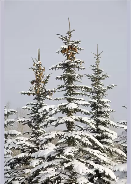 Snow Covered Evergreen Trees; Calgary, Alberta, Canada