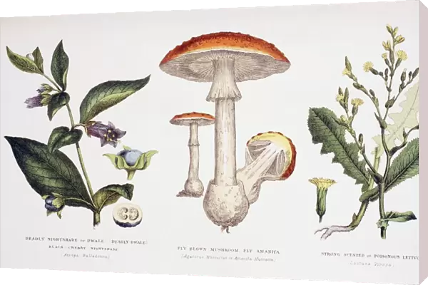 Common Poisonous Plants. Left To Right: Deadly Nightshade (Atropa Belladonna); Fly Blown Mushroom Or Fly Amanita (Agaricus Muscarius Or Amanita Muscaria); Strong Scented Or Poisonous Lettuce (Lactuca Virosa). From The Household Physician, Published Circa 1890
