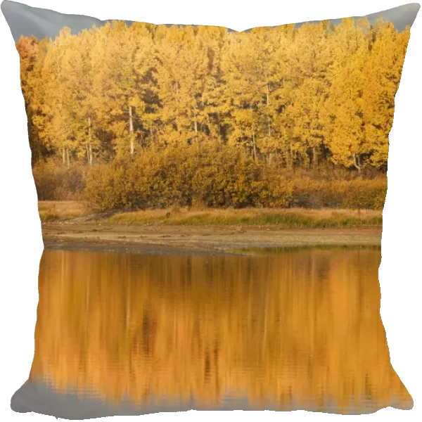 Autumn Aspens Reflected In Snake River; Wyoming, United States Of America