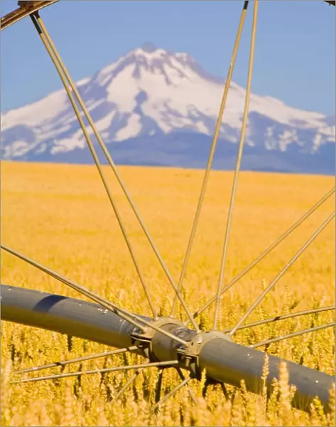 Irrigation Pipe In Wheat Field With Mount Hood In Background; Oregon, Usa