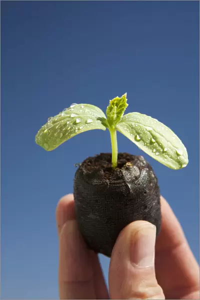 Cucumber Seedling With Water Droplets Held Up With Fingers And A Blue Sky Background; Calgary, Alberta, Canada