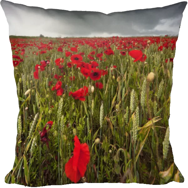 A Field Of Red Poppies Under A Dark Stormy Sky; Northumberland, England