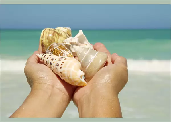 Hawaii, Womans Hands Holding Seashells, Ocean In Background