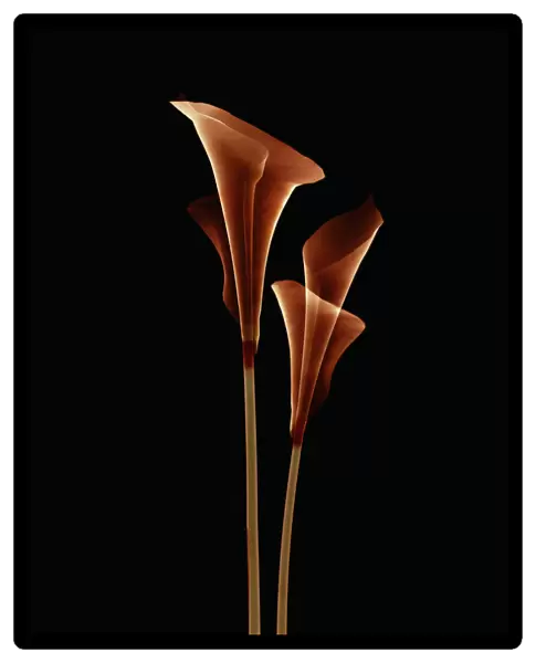 Botanical Study 5, Sheer Representation Of Flowers On Black Background (Photographic Composition)