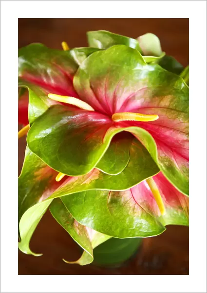 Hawaii, Close-Up Of A Green And Red Anthurium
