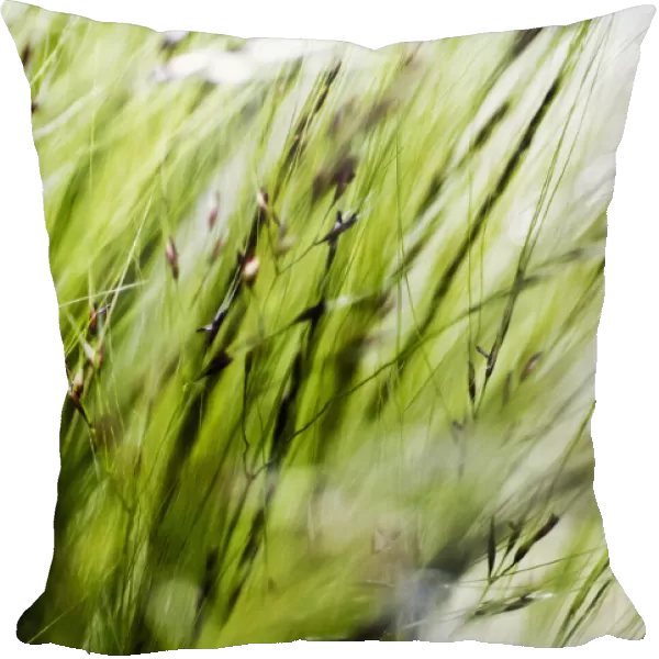 Selective Focus Of Green Ornamental Grass (Stipa Gigantea)