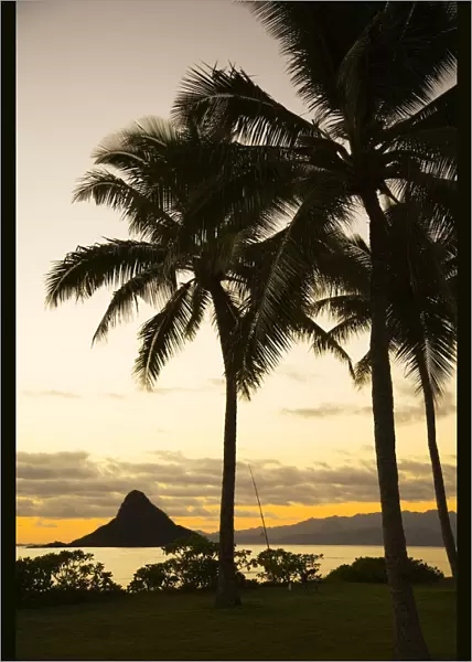 USA, Hawaii, Silhouette of palm tree and Chinamans Hat; Oahu