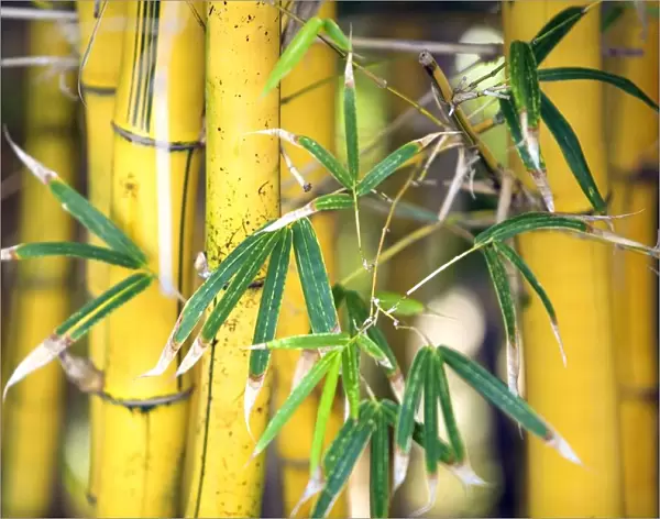 Close-Up Of Bamboo Stalks And Leaves