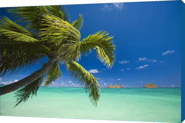 USA, Hawaii, Oahu, Mokulua island in background; Lanikai, Palm tree over Pacific Ocean