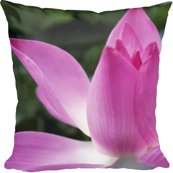 Close-Up Of Pink Lotus Waterlily Bud