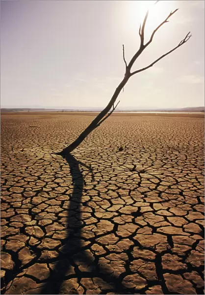 USA, California, Tree snag and cracked mud in dry lake bed; El Mirage
