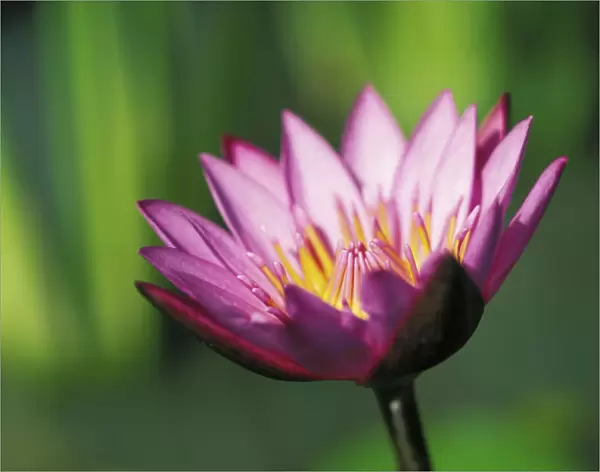Close-Up Detail Of Single Pink Purple Water Lily Flower With Darker Tips