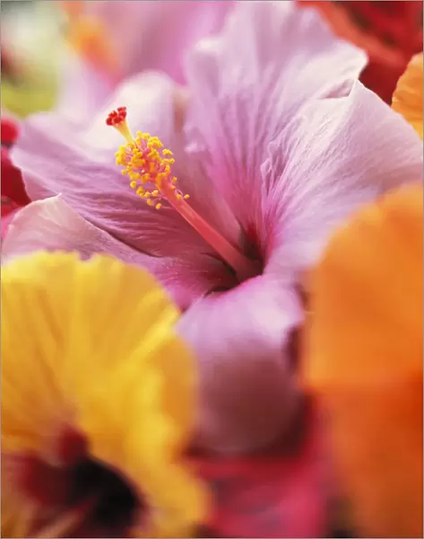 Hibiscus Flower Arrangement With Soft Focus, Close-Up Detail, Subtle Colors
