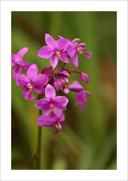 Close-Up Of A Cluster Of Bright Pink Orchids