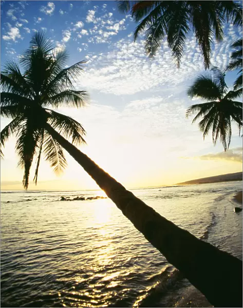 Hawaii, Kauai, Waimea, Tall Palm Over Ocean At Sunset, Bright Golden Reflections