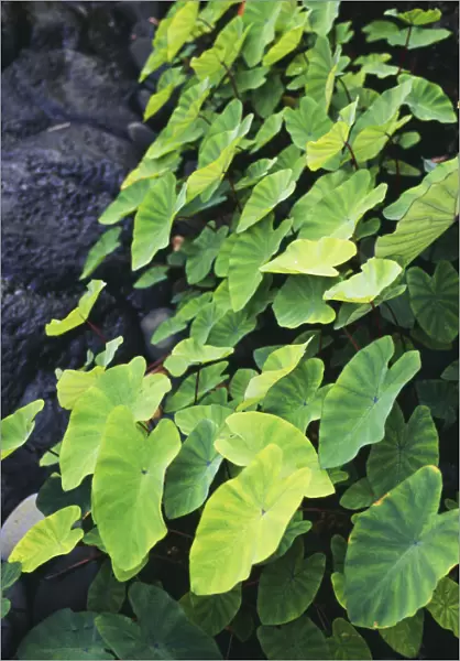 Hawaii, Maui, Hana, Close-Up Of Taro Leaves