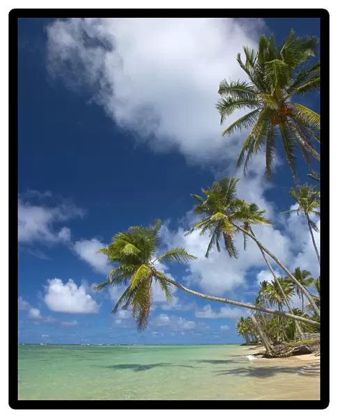 Hawaii, Palm Trees Lean Over Beach, Calm Turquoise Ocean, Dramatic Sky