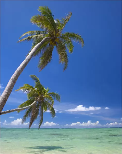 Palm Trees Lean And Cast Shadow On Beach, Turquoise Ocean, Dramatic Sky