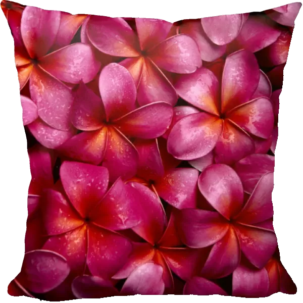 Bed Of Dark Pink Plumeria Blossoms, Overlapping A23A