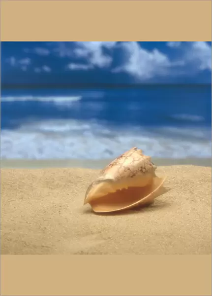 Close-Up Of Seashell On Beach With Ocean Soft Focus In Background A33D