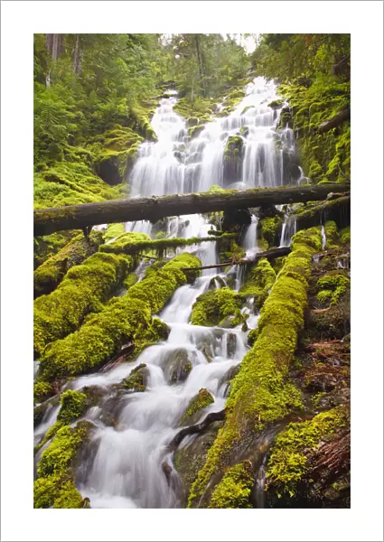 Proxy Falls In Willamette National Forest; Oregon, United States of America