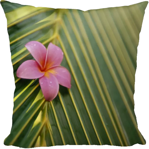 Close-Up Angled View Of One Pink Plumeria On Coconut Palm Leaf, Selective Focus