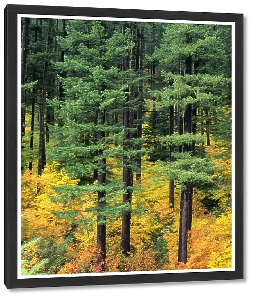 Oregon, Cascade Mountain Range, Pine Trees And Fall Colors
