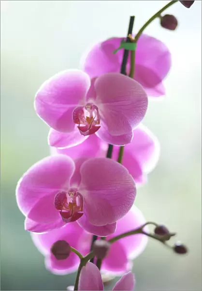 Hawaii, Kauai, Pink Orchids On Studio Background