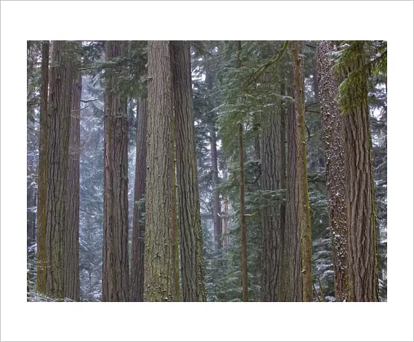 Snow Covered Trees In Cathedral Grove Near Port Alberni, Vancouver Island, British Columbia