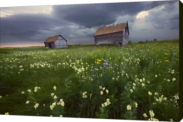 Two Old Granaries With Prairie Wildflowers Under Storm Clouds In Central Alberta