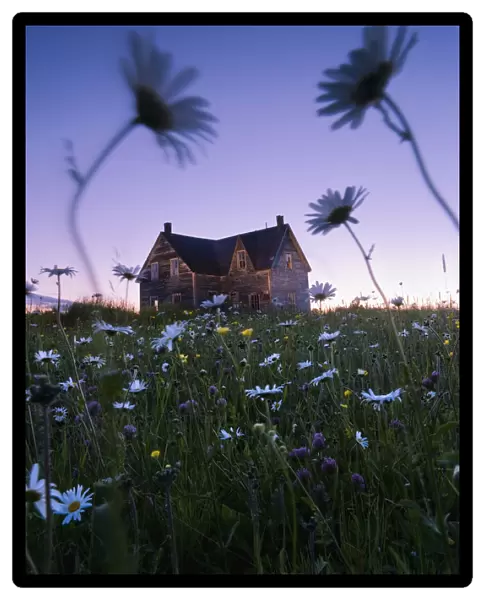 Artists Choice: Oxeye Daisies And Abandoned House At Dusk, Perce, Gaspesie, Quebec