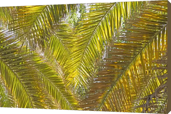 Backlit Palm Leaves; Mendoza, Argentina