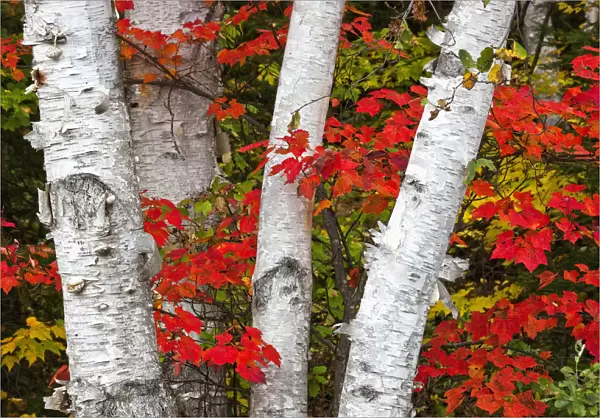 Birch Trees Surrounded By Red Maple Leaves In Algonquin Park; Ontario Canada