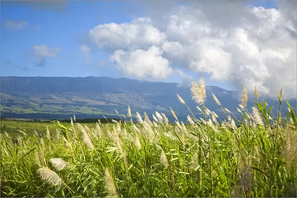 Hawaii, Maui, Haleakala in the distance, sugar cane field