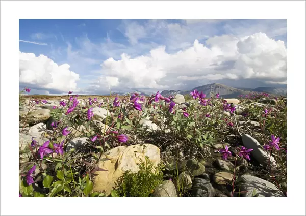 Dwarf Fireweed Bloom Along The Canning River In Anwr. Summer In Arctic Alaska