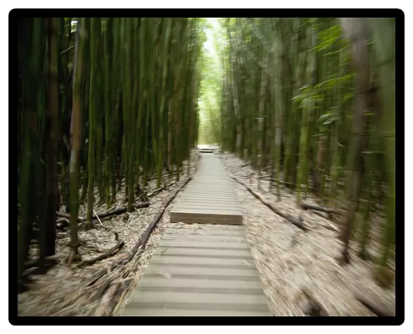 Hawaii, Maui, Kipahulu, Haleakala National Park, Trail through bamboo forest on the Pipiwai trail