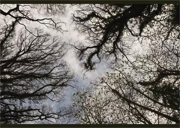 Overhead Trees In Exmoor, United Kingdom