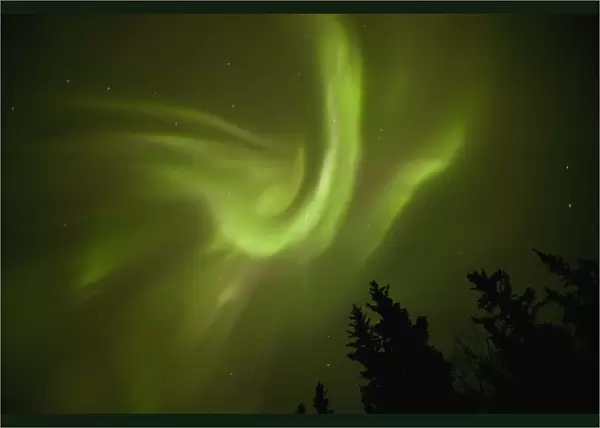 Aurora borealis dances over annie lake; whitehorse yukon canada